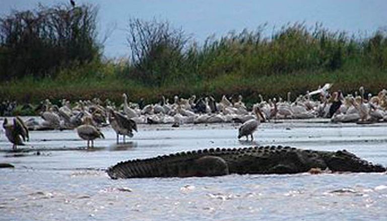 المناظر الفريدة بحديقة "نتش سار" الإثيوبية