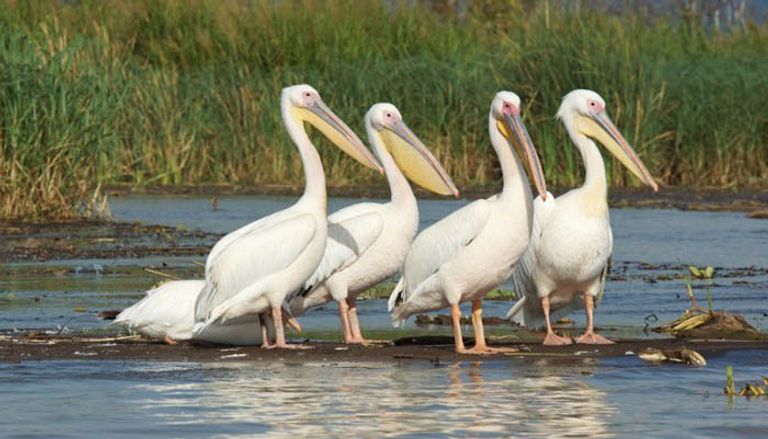 المناظر الفريدة بحديقة "نتش سار" الإثيوبية
