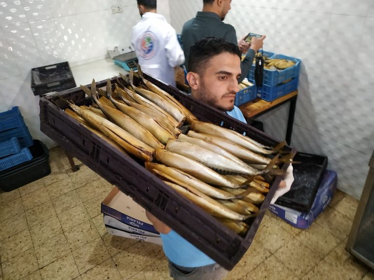 مراحل تصنيع الفسيخ والرنجة داخل أحد المعامل في غزة