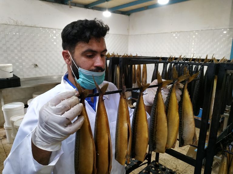 مراحل تصنيع الفسيخ والرنجة داخل أحد المعامل في غزة