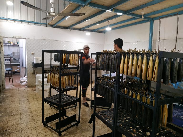 مراحل تصنيع الفسيخ والرنجة داخل أحد المعامل في غزة