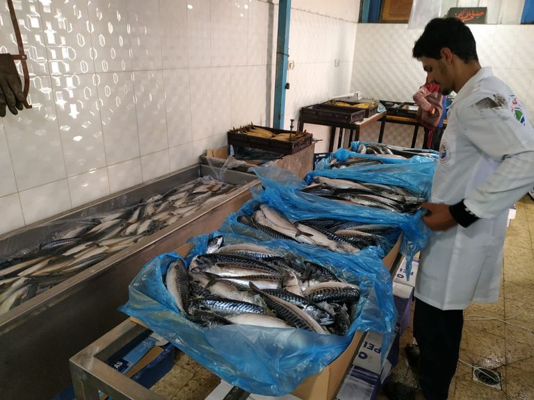 مراحل تصنيع الفسيخ والرنجة داخل أحد المعامل في غزة