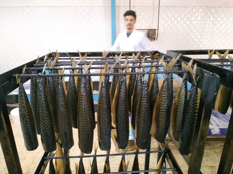 مراحل تصنيع الفسيخ والرنجة داخل أحد المعامل في غزة