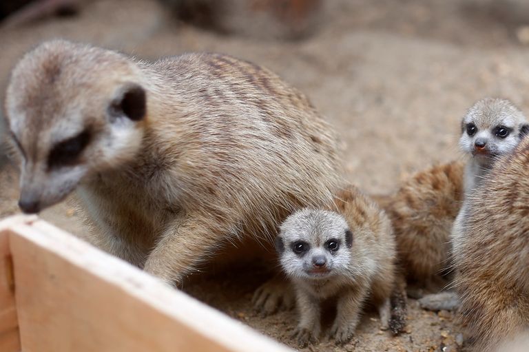 صغار لحيوان السرقاط تبهر زوار حديقة حيوان تايلاندية