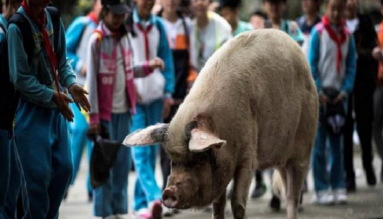 ظهور أول إصابة بحمى الخنازير الأفريقية في كوريا الشمالية - أرشيفية