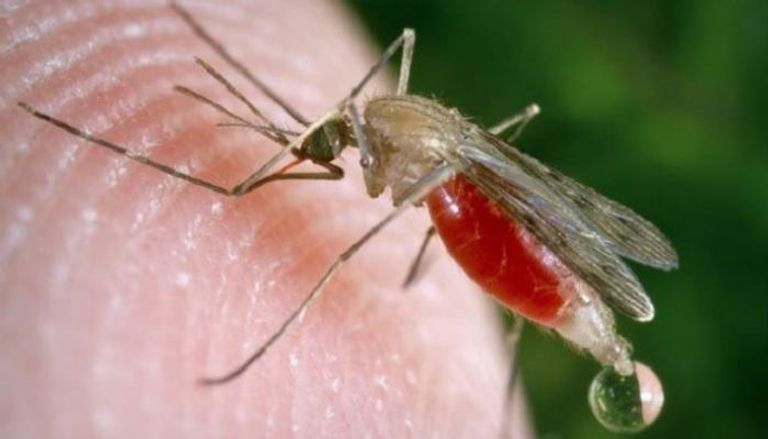 علماء يواجهون بعوض الملاريا بالفطريات المعدلة وراثيا