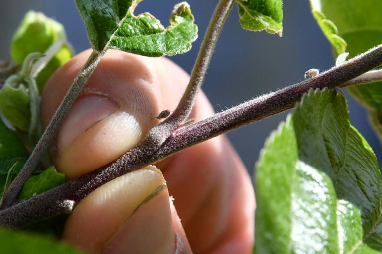 الكرمة تنمو في حماية أشجار الصنوبر بجنوب فرنسا