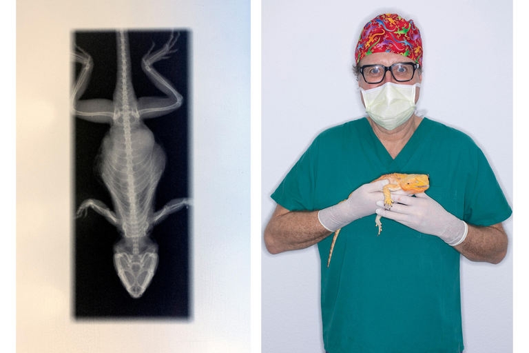 الطبيب البيطري بول شنلر