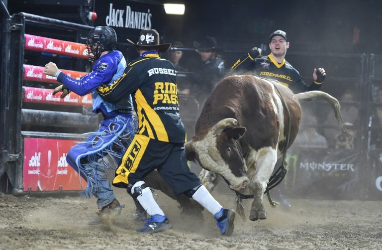 راكبو ثيران في أستراليا.. حياة أو موت في 8 ثوان 