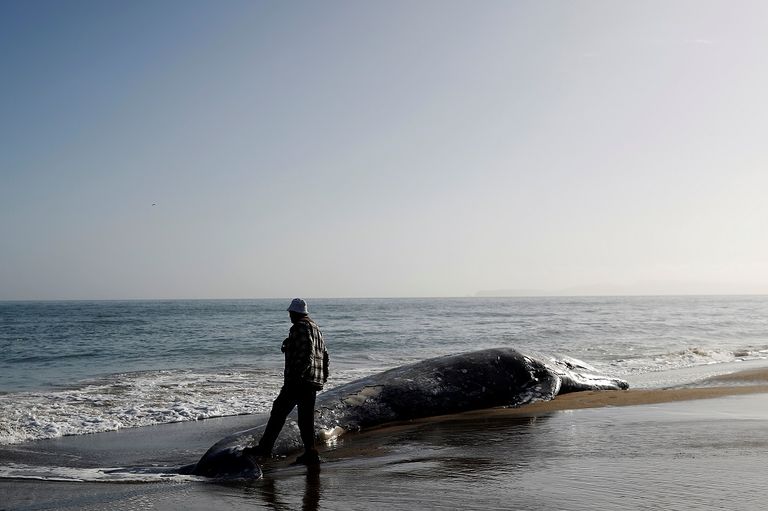 أحد الحيتان الرمادية النافقة
