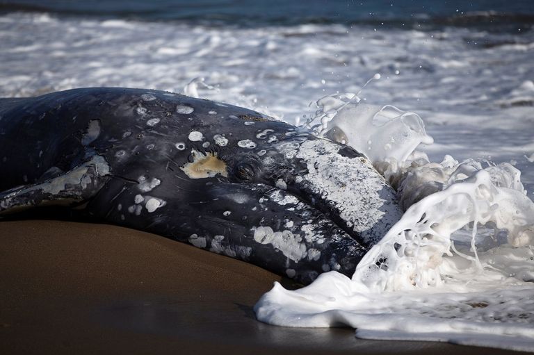 أحد الحيتان الرمادية النافقة