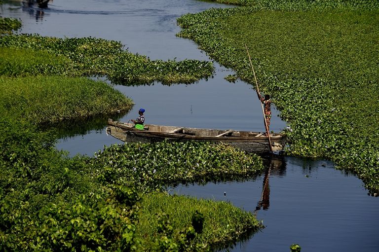 النباتات المائية تهدّد عمل الصيادين