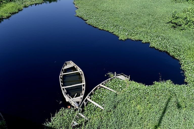 النباتات المائية تهدّد عمل الصيادين