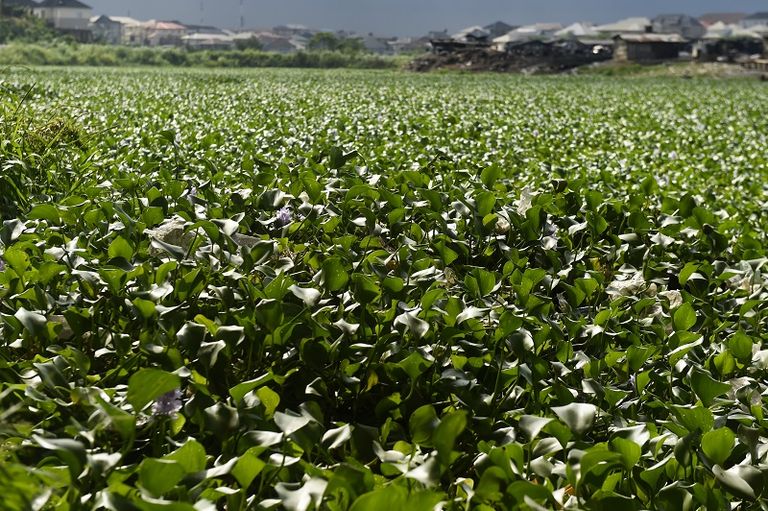 النباتات المائية تهدّد عمل الصيادين