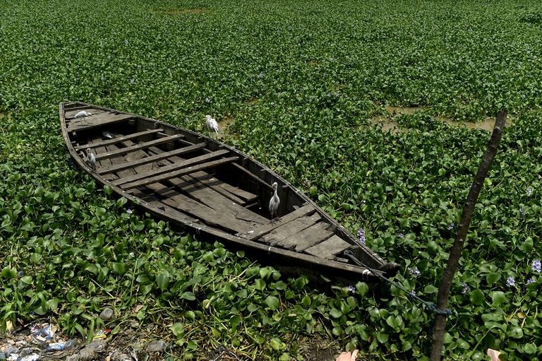 النباتات المائية تهدّد عمل الصيادين