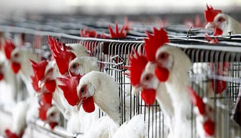 خطوة رئيسية لإنتاج دجاج معدّل جينياً
