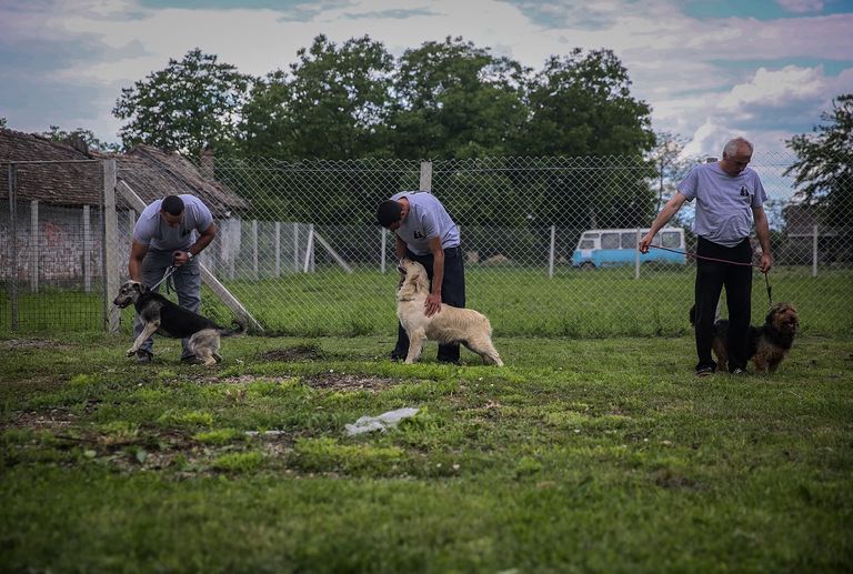 سجن في صربيا يؤهل نزلاءه برعاية الكلاب الضالة