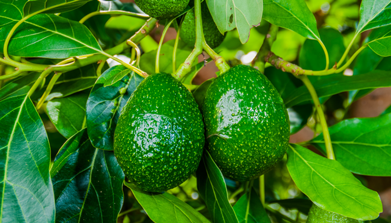 ثمرة الأفوكادو