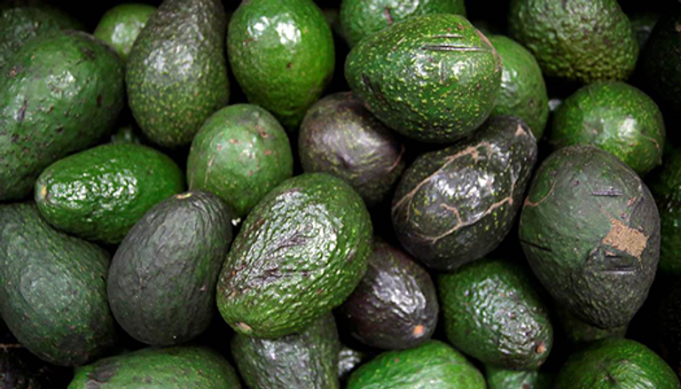 ثمرة الأفوكادو