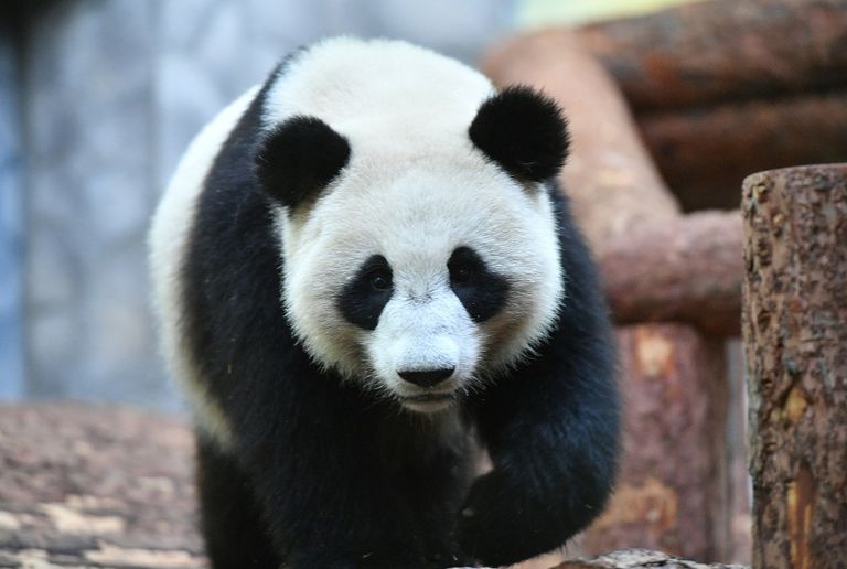 شي جين بينج وفلاديمير بوتين خلال مراسم تقديم الباندا