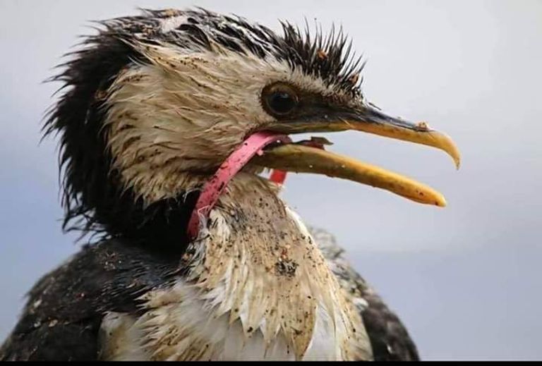 مبادرة لإزالة البلاستيك من البحر الأدرياتيكي