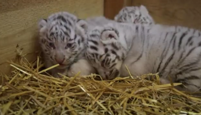 ظهور 3 من صغار النمر الأبيض بحديقة حيوان نمساوية