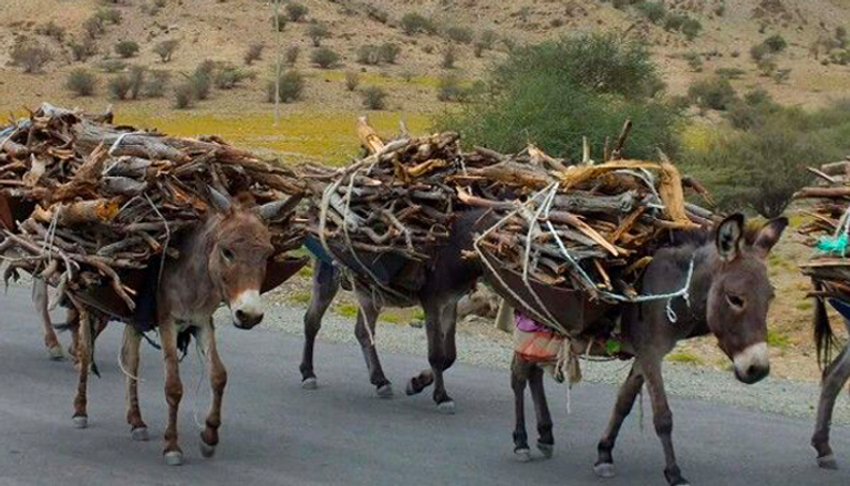 الحمير في إثيوبيا