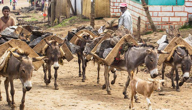 الحمير في إثيوبيا