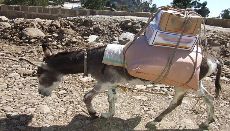 الحمير في إثيوبيا