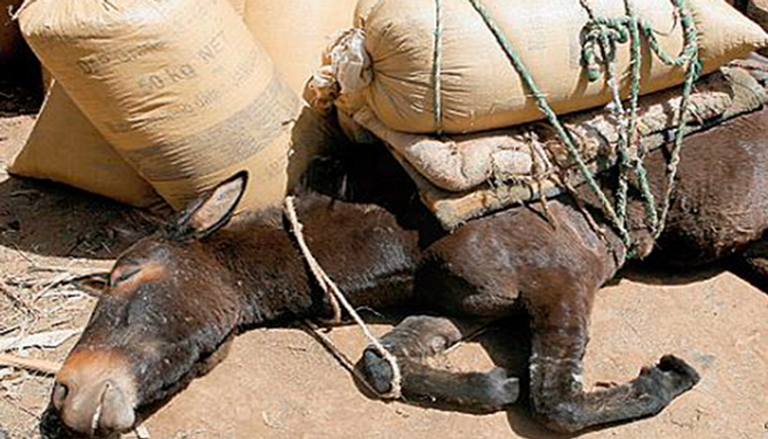 الحمير في إثيوبيا