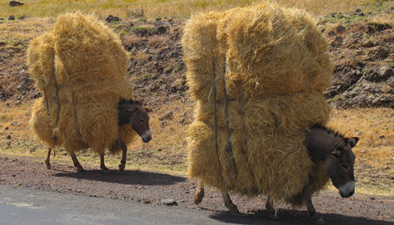 الحمير في إثيوبيا