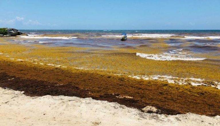 الطحالب البحرية في المكسيك تحفز الحس الابتكاري لدى رواد الأعمال