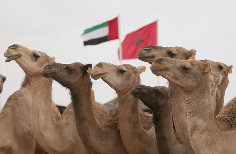 الإمارات تعرض تجربتها في صون التراث بـ"موسم طانطان" المغربي