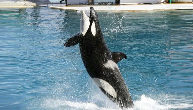 حظر تربية الحيتان وأسرها في كندا