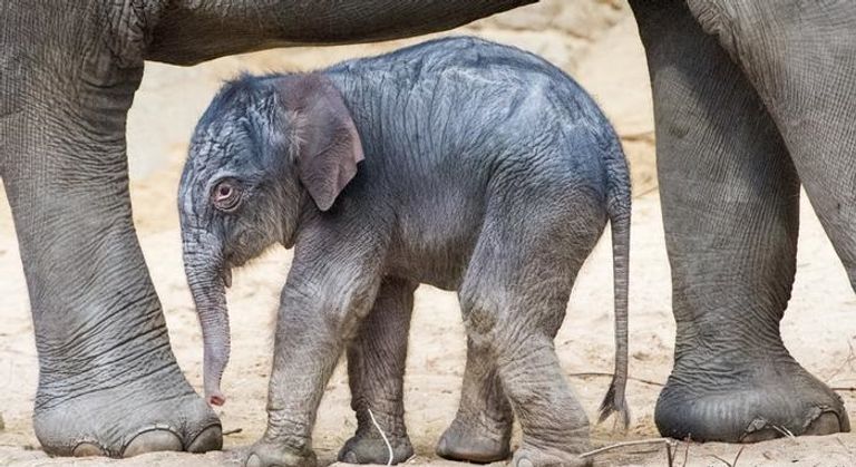 حديقة الحيوانات في برلين الأكثر تنوعا بالعالم