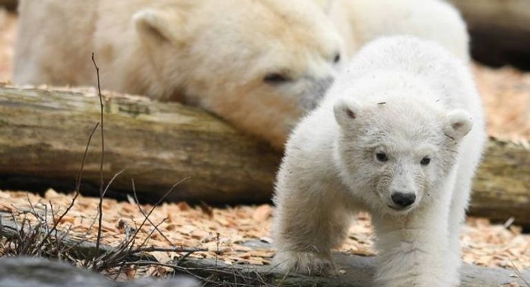 حديقة الحيوانات في برلين الأكثر تنوعا بالعالم