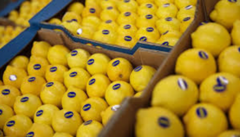 اشتعال أسعار الليمون في مصر