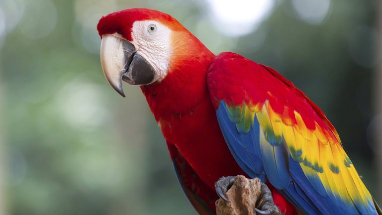 مفردات ألمانية ذات أصول عربية.. من "سكر" إلى "هجرة".