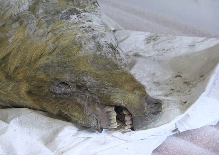 رأس الذئب كان يكسوه الشعر والفم يمتلئ بالأنياب