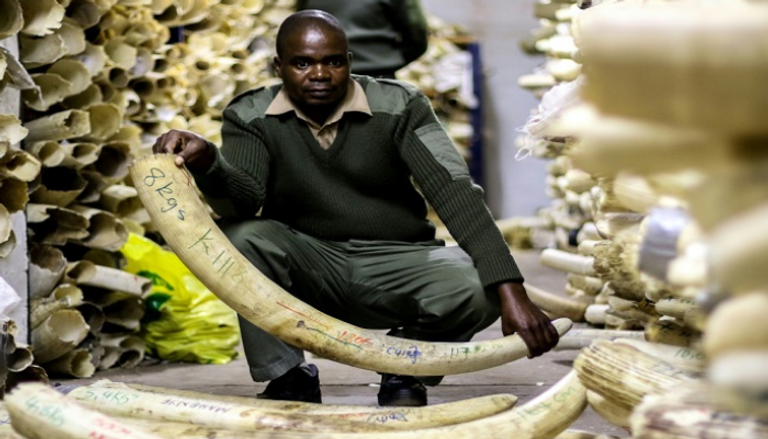 زيمبابوي تطالب ببيع العاج للحفاظ على محميات الأفيال