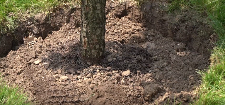 عبدالله بن زايد يزرع "شجرة التسامح" بحديقة "الأونيري" في بوخارست