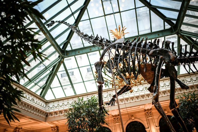 الهيكل العظمي للديناصور سكيني