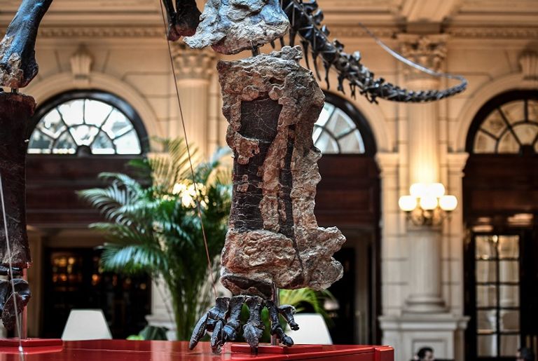 الهيكل العظمي للديناصور سكيني