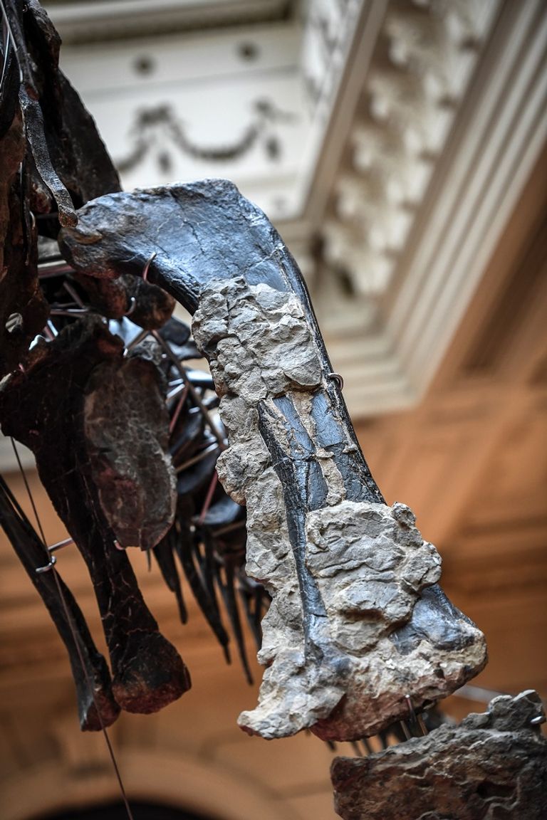 الهيكل العظمي للديناصور سكيني