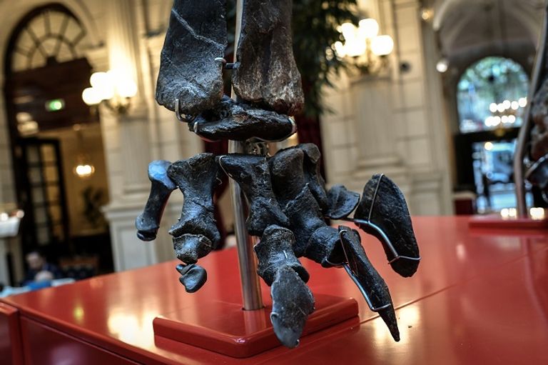 الهيكل العظمي للديناصور سكيني