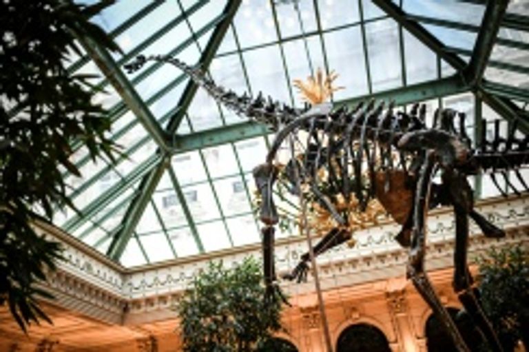 الهيكل العظمي للديناصور سكيني