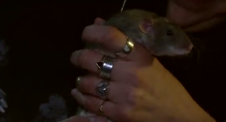 الفئران نظيفة بنسبة 100%