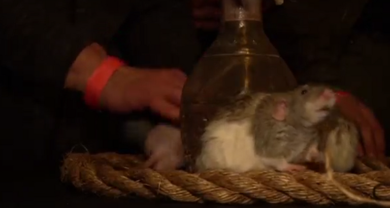 الفئران نظيفة بنسبة 100%