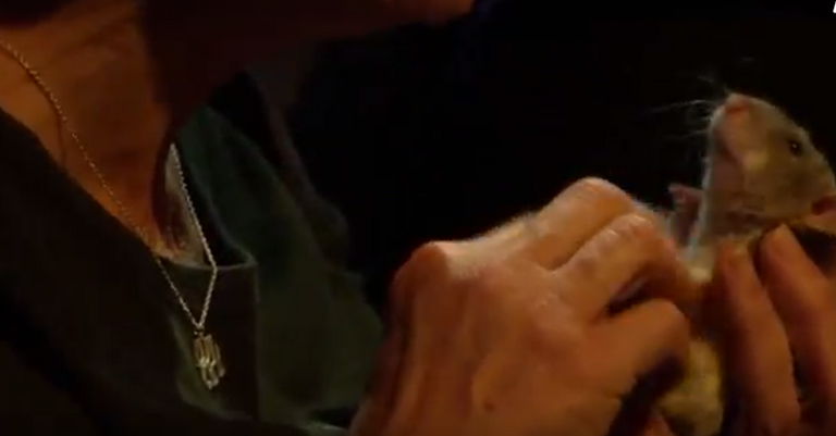 الفئران نظيفة بنسبة 100%