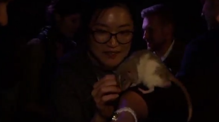 الفئران نظيفة بنسبة 100%